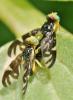 Euleia heraclei